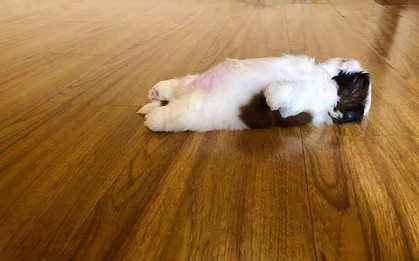 Em chó nằm ngửa cưng nhất hôm nay: Bạ đâu ngủ đấy, mặc kệ dòng đời trôi!