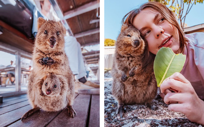 Bộ ảnh về Quokka - loài thú luôn mỉm cười, được mệnh danh là "hạnh phúc nhất Trái Đất" sẽ làm bạn quên hết muộn phiền