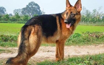 Sang nhà hàng xóm chơi, cụ bà 79 tuổi bị 2 con chó béc giê cắn 30 nhát phải nhập viện cấp cứu