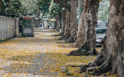 Hà Nội mùa lá rụng: Khi mọi thứ bỗng trở nên đẹp hoàn hảo như một thước phim!
