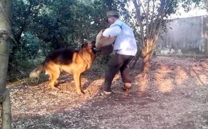 Hà Tĩnh: Bé 4 tuổi bị chó becgie nhà nuôi cắn đa chấn thương vùng mặt, rách da đầu