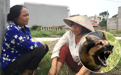 Người phụ nữ giải cứu bé trai bị gần 10 con chó lao vào cắn tử vong: “Cháu chỉ nói được tên bố mẹ rồi ngất lịm đi"