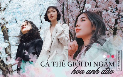 Không Nhật Bản thì Hàn Quốc, cảm giác như cả thế giới đều đi ngắm hoa anh đào hết rồi!