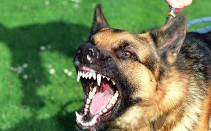 Bé trai 11 tuổi tử vong vì chó dại cắn tại Sơn La