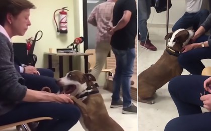 Phiên tòa khó tin: Chó pitbull làm nhân chứng tố cáo chủ cũ ngược đãi mình