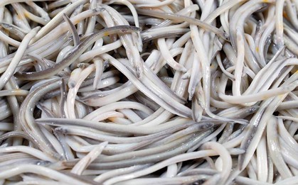 Thời buổi lạ kì, một ký lươn nhỏ xíu xiu có vị "nhạt nhẽo" cũng bị hét giá tới… 26 triệu đồng