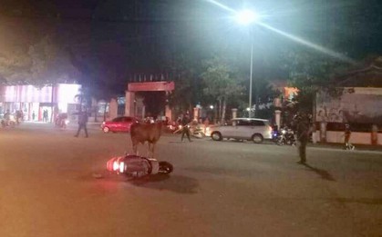 Bò "điên" húc 6 người bị thương trong đêm ở Bình Dương