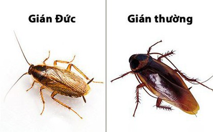 Sự xâm nhập của gián Đức và những nguy cơ về sức khoẻ mà bạn cần chú ý