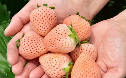 Kỳ lạ loại dâu anh đào gần 5 triệu đồng/kg vẫn khiến chị em phát sốt tìm mua