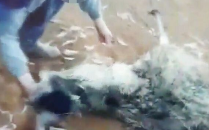 Hành hạ động vật quý hiếm để quay clip mua vui, thanh niên nhận cái kết thích đáng