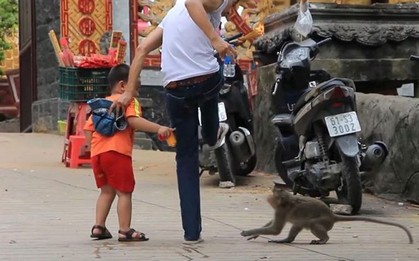 Bình Dương: Sau vụ hổ cắn lìa tay, lại xuất hiện khỉ cắn người