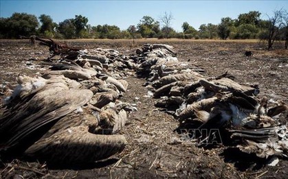 Trên 500 con kền kền quý hiếm bị chết do toán săn voi hạ độc