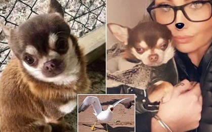 Người phụ nữ đau khổ kể chuyện tận mắt nhìn hải âu khổng lồ tha chó cưng chihuahua đi ngay trong sân nhà