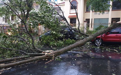 Lâm Đồng: Lốc mạnh chưa từng thấy quật đổ nhiều cây xanh làm nhiều ô tô bị đè bẹp trên đường