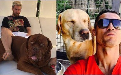 Soi cún cưng của các siêu sao: Ronaldo dùng chó để tán gái, Messi thì sở hữu anh bạn cực bự nhưng chó của Beckham mới là sướng nhất