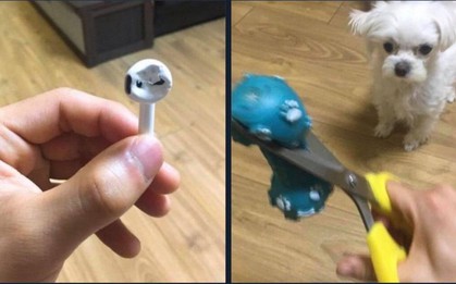 Tức giận chó cưng cắn nát AirPod, "sen ngố" ra tay dằn mặt khiến "boss" chỉ biết đứng hình 5 giây