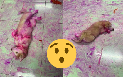 Chỉ vì quên đậy giỏ trái cây, thanh niên bị 2 boss ngáo nhuộm tím lịm tanh bành cả căn nhà như hiện trường vụ án