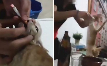 Clip: Nhóm thanh niên ép chú mèo con hút thuốc lá để mua vui khiến mọi người phẫn nộ