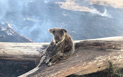 Khoảnh khắc xúc động khi gấu koala mẹ không màng đau đớn, cố bảo vệ đứa con nhỏ khỏi đám cháy xung quanh