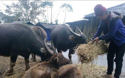 Rét đậm, rét hại khiến cả trăm trâu, bò chết tại Cao Bằng