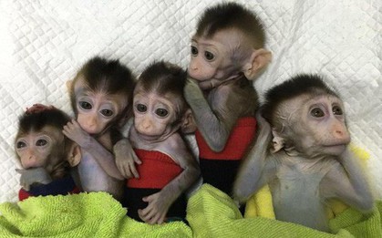 Các nhà khoa học Trung Quốc lại vừa nhân bản thành công 5 con khỉ biến đổi gen đầu tiên trên thế giới