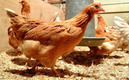 Phương pháp mới khiến gà đẻ trứng chứa thành phần chống ung thư
