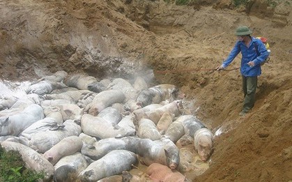 Dịch tả lợn châu Phi lây lan chóng mặt dù đã căng sức ngăn ngừa