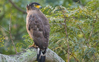 Diều hoa Miến Điện: Loài chim quý thuộc Sách Đỏ IUCN mang vẻ đẹp dũng mãnh hiếm có