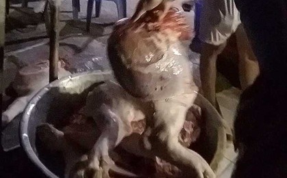 Đột nhập lò mổ heo lậu trong đợt dịch tả heo