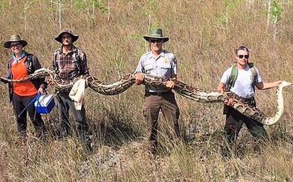 Bắt được trăn khổng lồ, phát hiện 72 trứng bên trong
