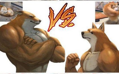 Cáo cơ bắp lộ diện, hứa hẹn trở thành đối thủ nặng ký của chó shiba xoay người đấm móc