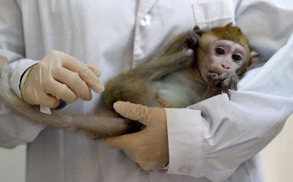 Các nhà khoa học Trung Quốc đang tạo ra những con khỉ có bộ não ngày càng giống người