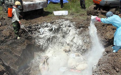 Virus tả lợn châu Phi có thể sống trong thịt đông lạnh đến 1.000 ngày