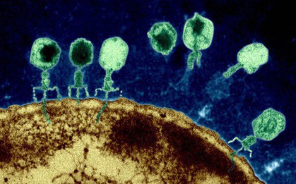 Vũ khí mới chống lại siêu vi khuẩn kháng kháng sinh: Những con virus biến đổi gen