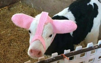 Đang yên lành, đàn gia súc bỗng dưng thành tiêu điểm mạng nhờ chiếc bờm chống rét độc đáo