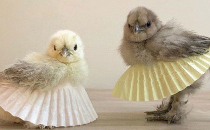 Chùm ảnh: Khi lũ gà mặc váy múa ba lê hóa ra lại đáng yêu khó cưỡng như thế này