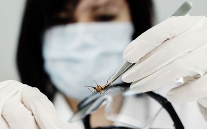 80.000 trường hợp mắc sốt xuất huyết ở Malaysia