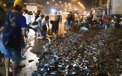 Xe tải lật ngang, gần 3 tấn cá rô bò lổn nhổn trên quốc lộ