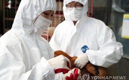 Hàn Quốc: Ca nghi nhiễm virus cúm gia cầm có thể gây tử vong ở người