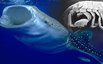 Các nhà khoa học phát hiện ra loài mới trong miệng của cá mập voi tại Nhật Bản