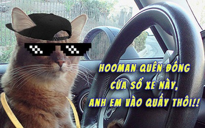 Phát hiện chiếc ô tô quên đóng cửa sổ, cả đàn mèo hoang rủ nhau chui vào trong "quẩy" tưng bừng