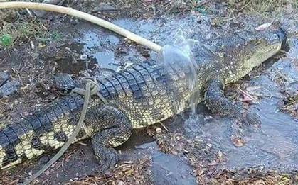 Người dân hoảng hốt phát hiện cá sấu dài gần 2m, nặng 20kg trên Quốc lộ 1A