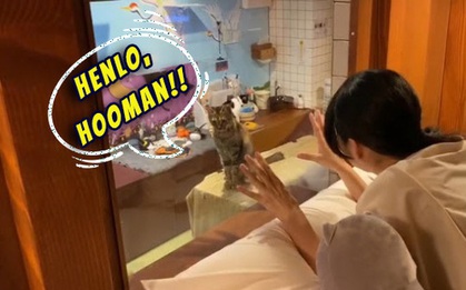 Khách sạn cho người yêu mèo là đây: Cứ nhìn ra cửa sổ là thấy “boss” bất kể ngày đêm, nắng mưa ra sao