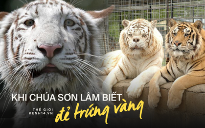Sự thật đau lòng đằng sau những con hổ trắng oai hùng: Khi biểu tượng huyền thoại là sản phẩm của một ngành công nghiệp siêu lợi nhuận nhưng phi đạo đức