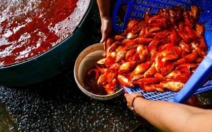 Chùm ảnh: Cá chép đỏ phục vụ lễ Ông Công Ông Táo nườm nượp đổ về chợ đầu mối