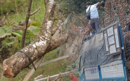 Clip: Đào rừng đang "rỉ máu", đứng trước nguy cơ bị tận diệt ở Tây Bắc để phục vụ Tết