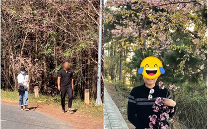 Dân tình đổ xô lên Đà Lạt ngắm mai anh đào, có người còn tiện thể… vác dao chặt cành hoa mang về khiến dân mạng bức xúc tột độ
