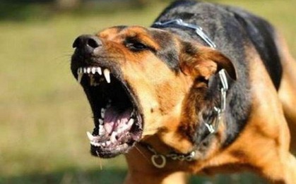 Thanh niên 17 tuổi ở Bình Phước sốt cao rồi tử vong sau khi bị chó cắn