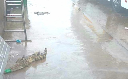 Cá sấu lại sổng chuồng, bò vào bãi xe khách ở miền Tây