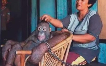 6 năm bị bắt làm nô lệ tình dục, bị giam cầm đánh đập làm trò "mua vui" và đó chưa phải là tất cả sự hành hạ mà động vật phải gánh chịu